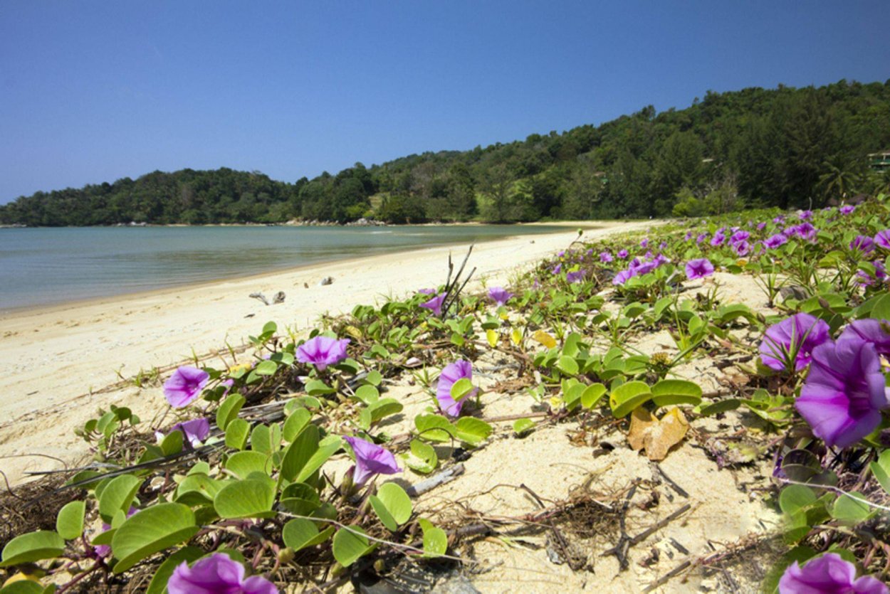 Пхукет цветы