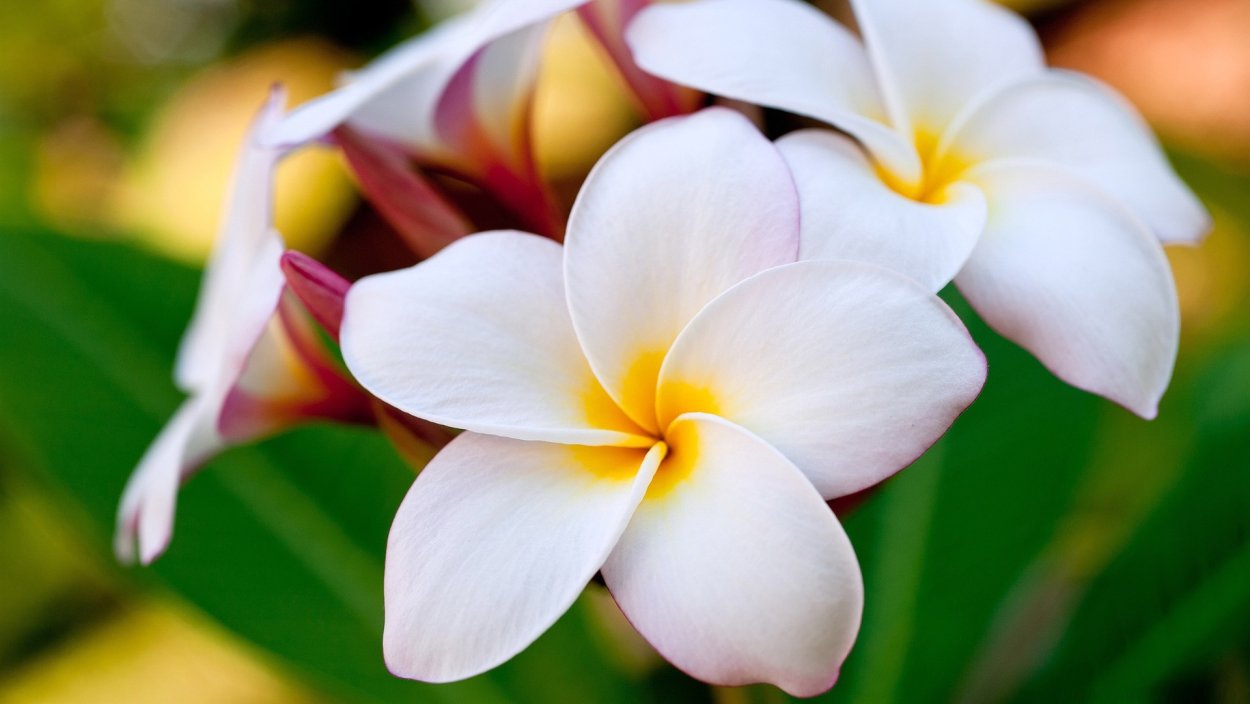 Лилавади цветок Тайланд