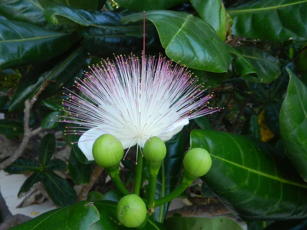 Баррингтония азиатская (Sea Poison Tree)