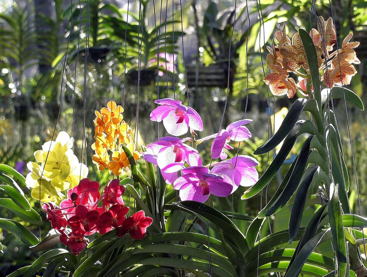 Орхидея Vanda