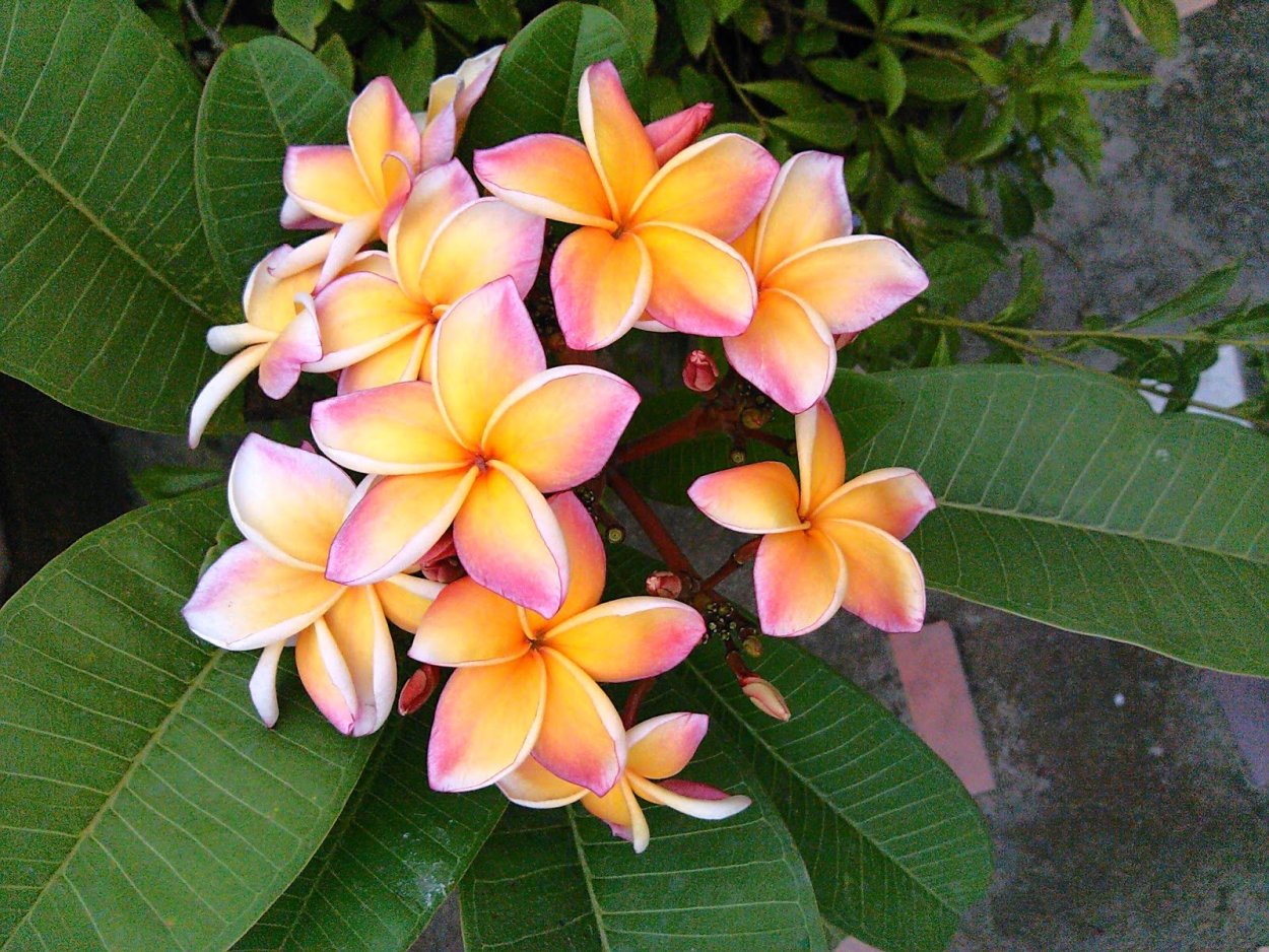 Флора Пхукета растения