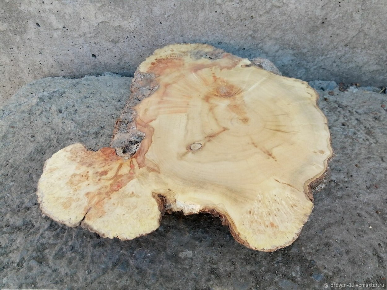 Фотосессия со спиленными деревьями