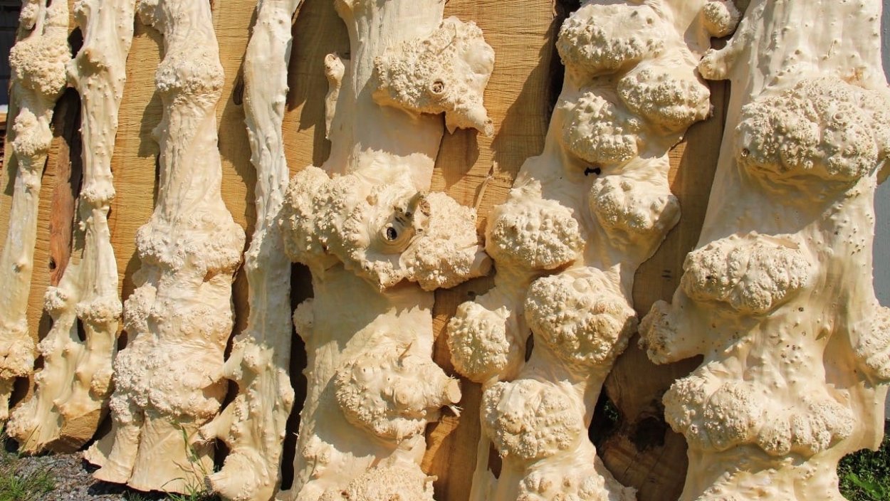 Спил клёна стабилизированого