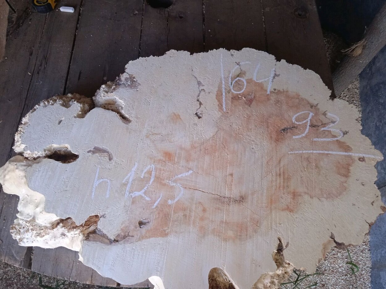 Вяз дерево слэб