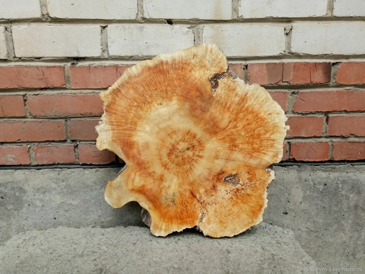 Сувель лиственницы