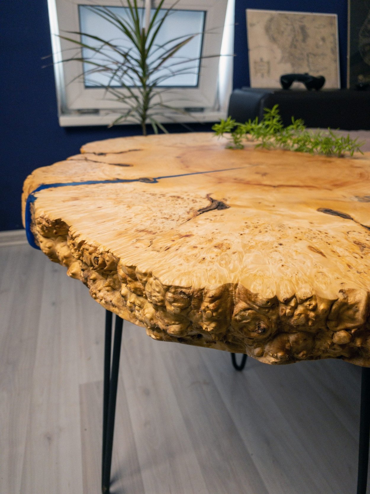 Клен каповый под морилкой