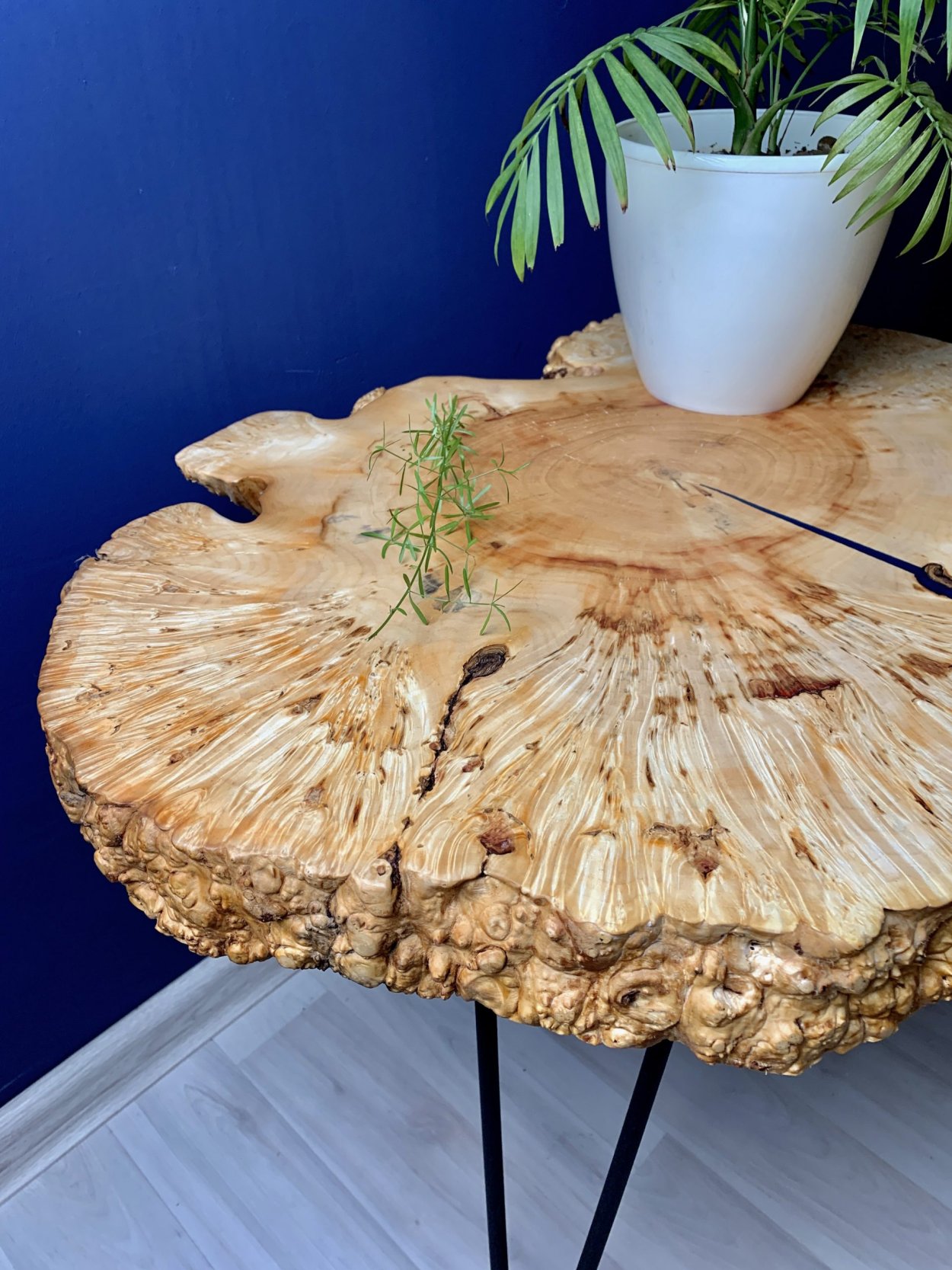 Сувель клена ясенелистного