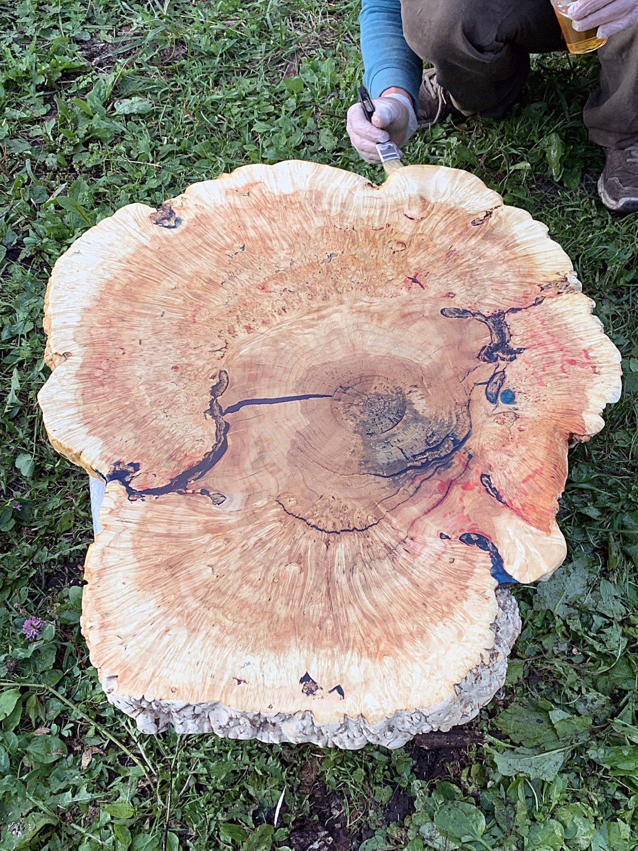 Сувель сосны