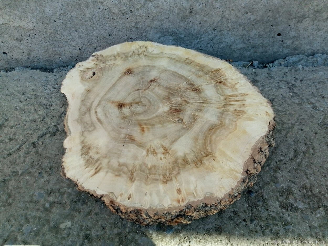 Каповый клен спил