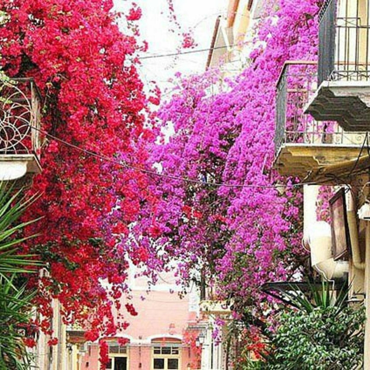 Цветущая Лиана Греция