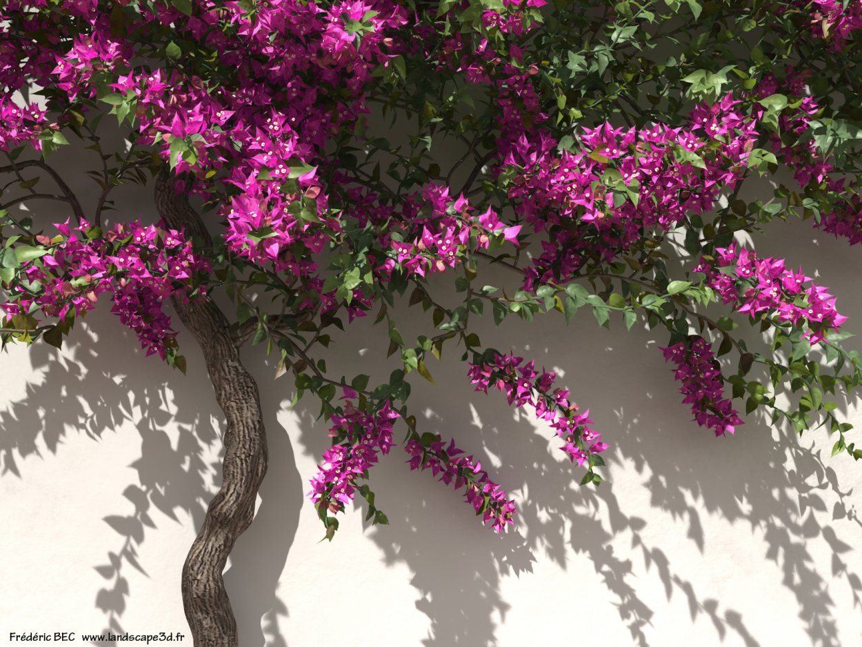 Лиана бугенвиллия