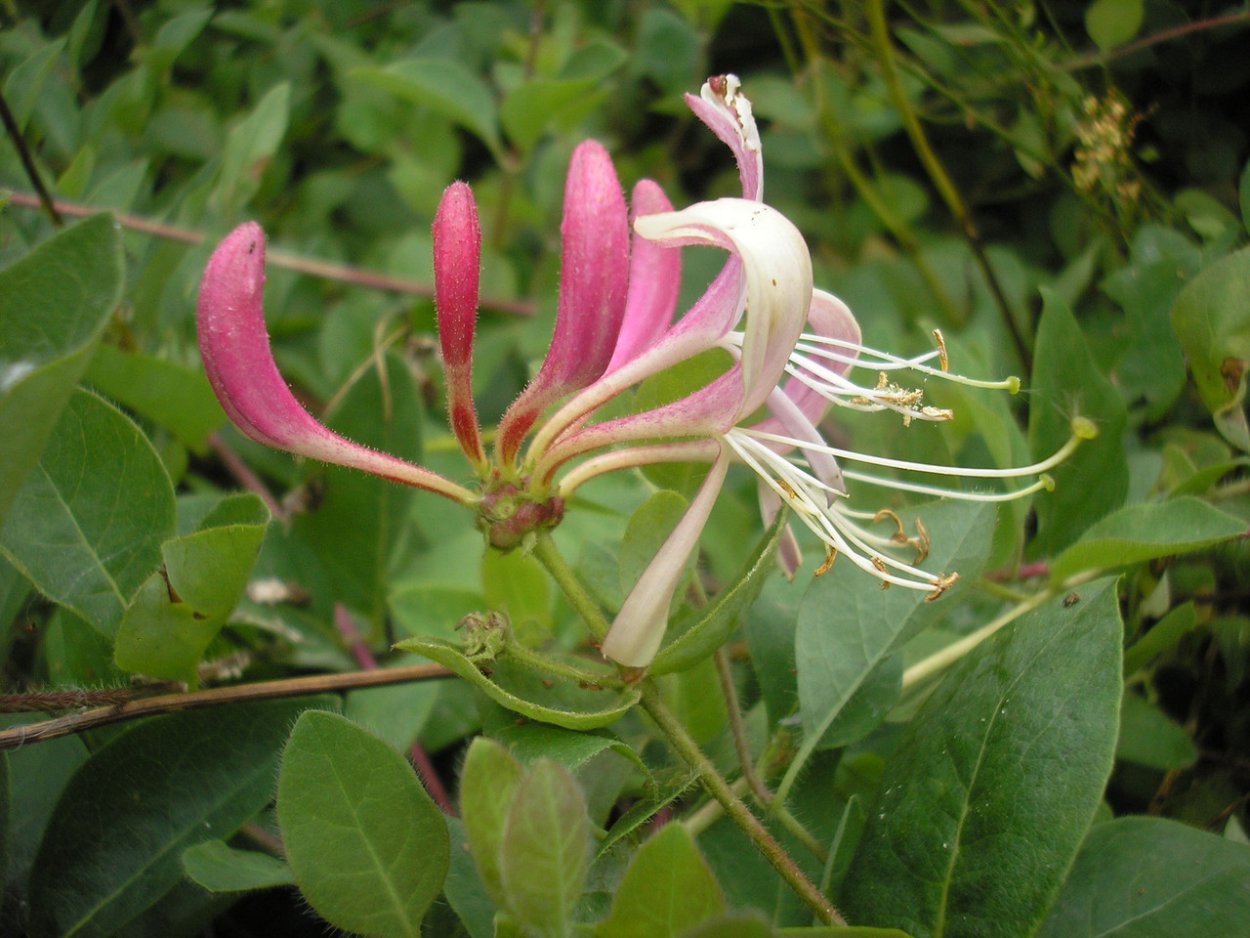 Жимолость каприфоль Лиана