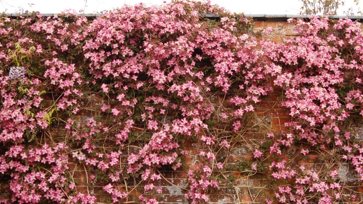 Клематис горный Фреда