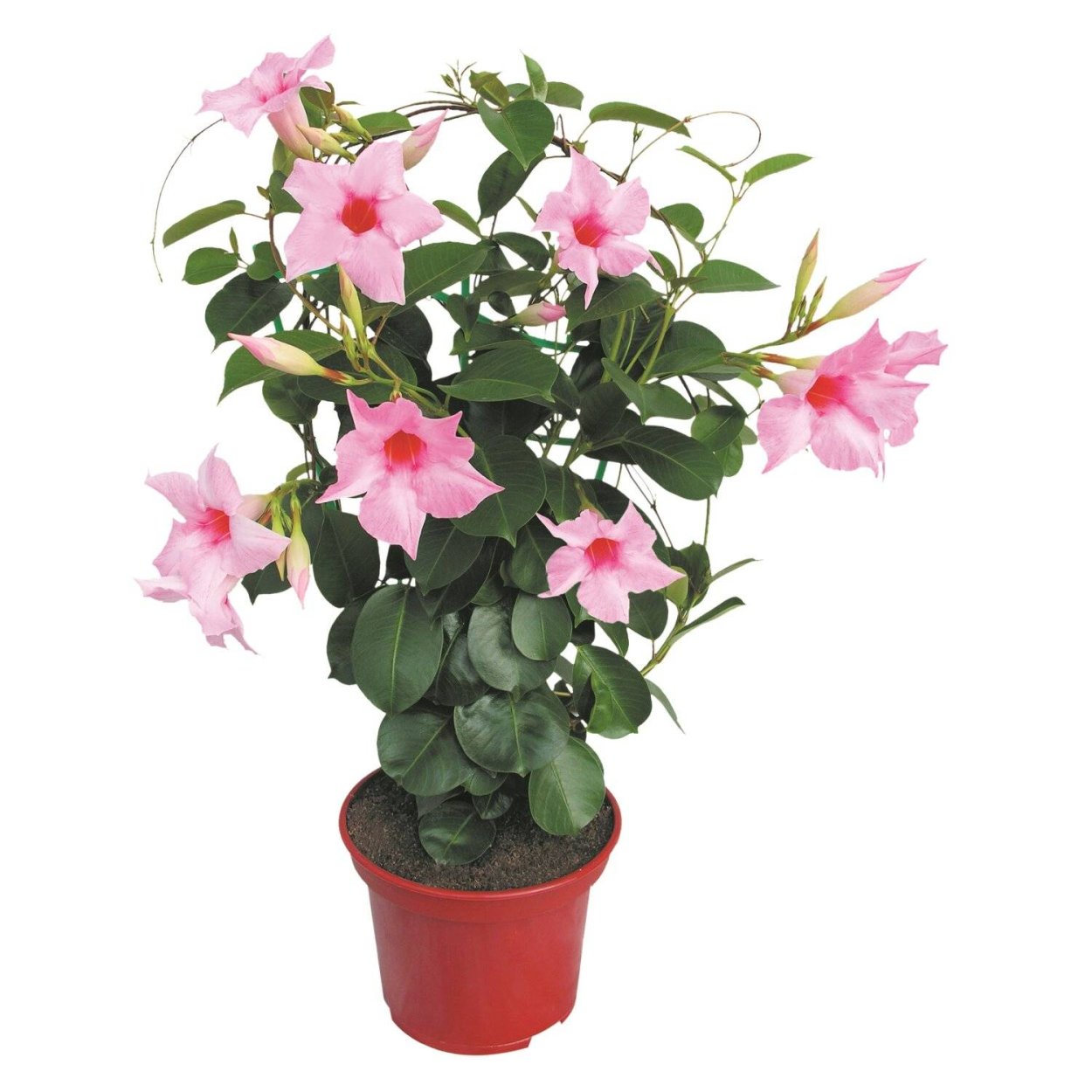 Комнатная Лиана дипладения