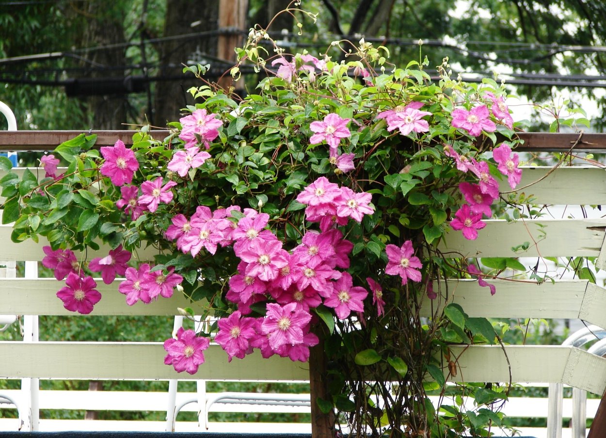 Садовая Лиана клематис