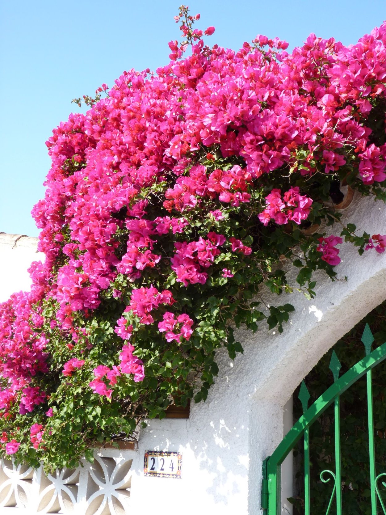 Лиана бугенвиллия