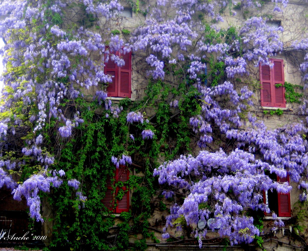 Глициния Абхазия Цветущая Абхазия