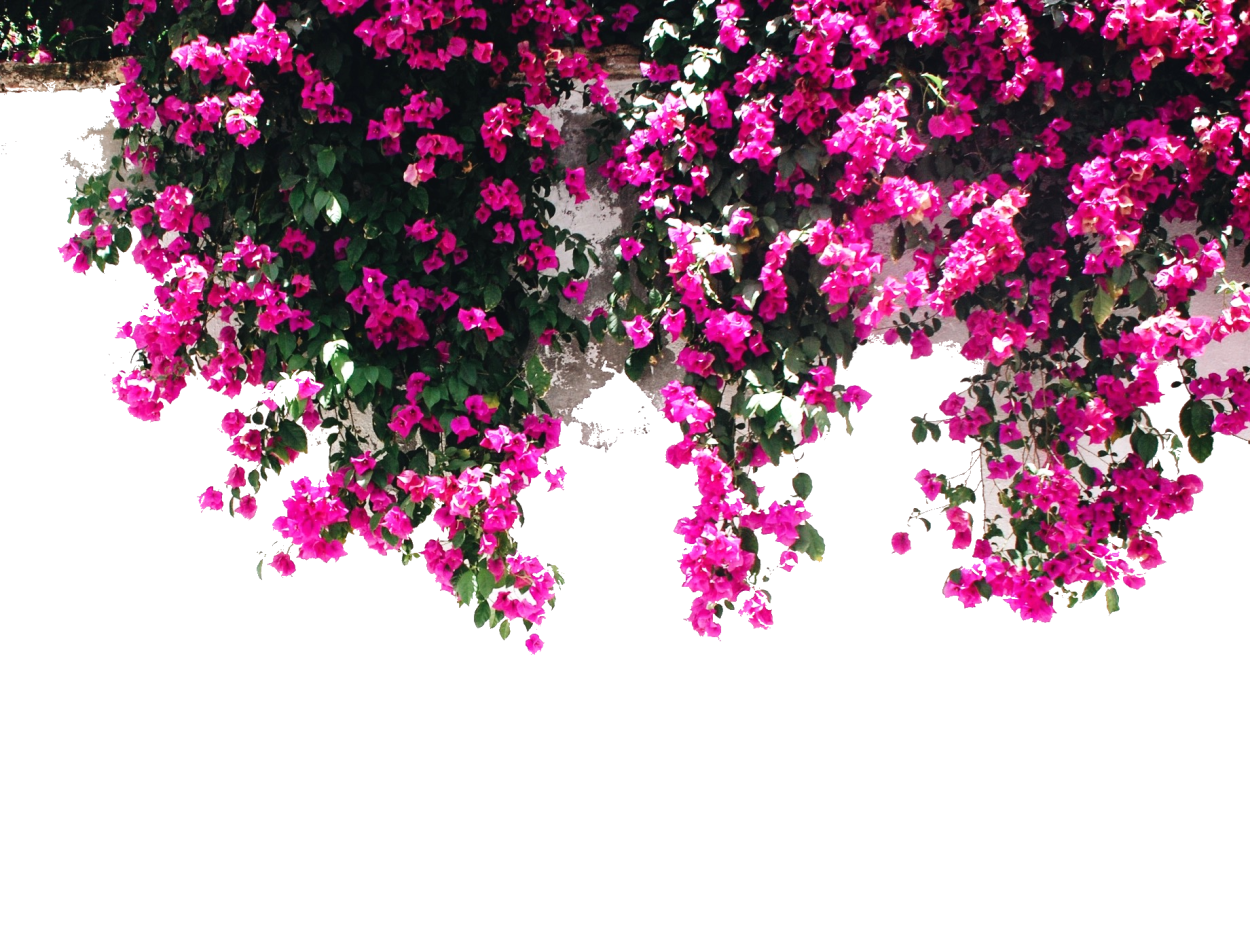 Вьющиеся цветы на прозрачном фоне