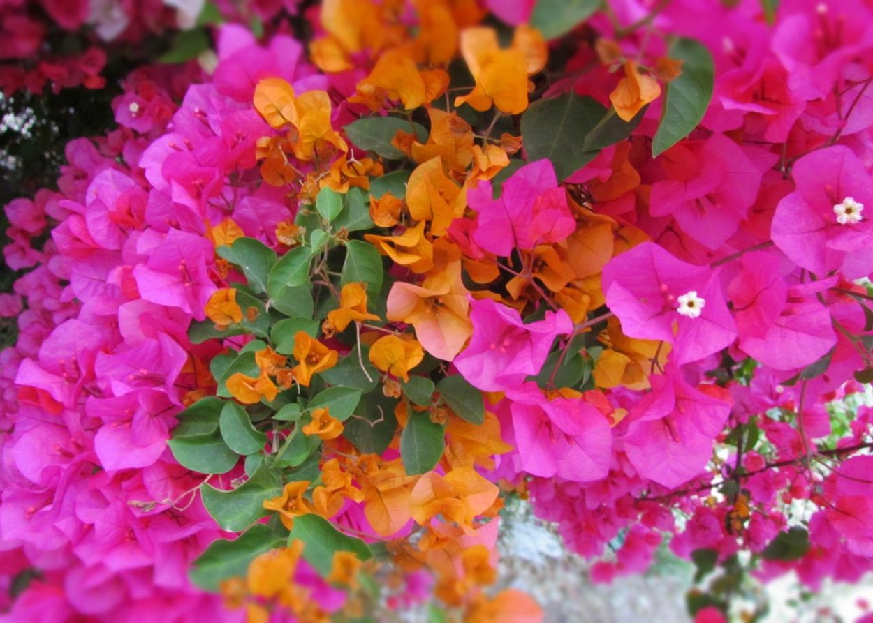 Лиана бугенвиллия