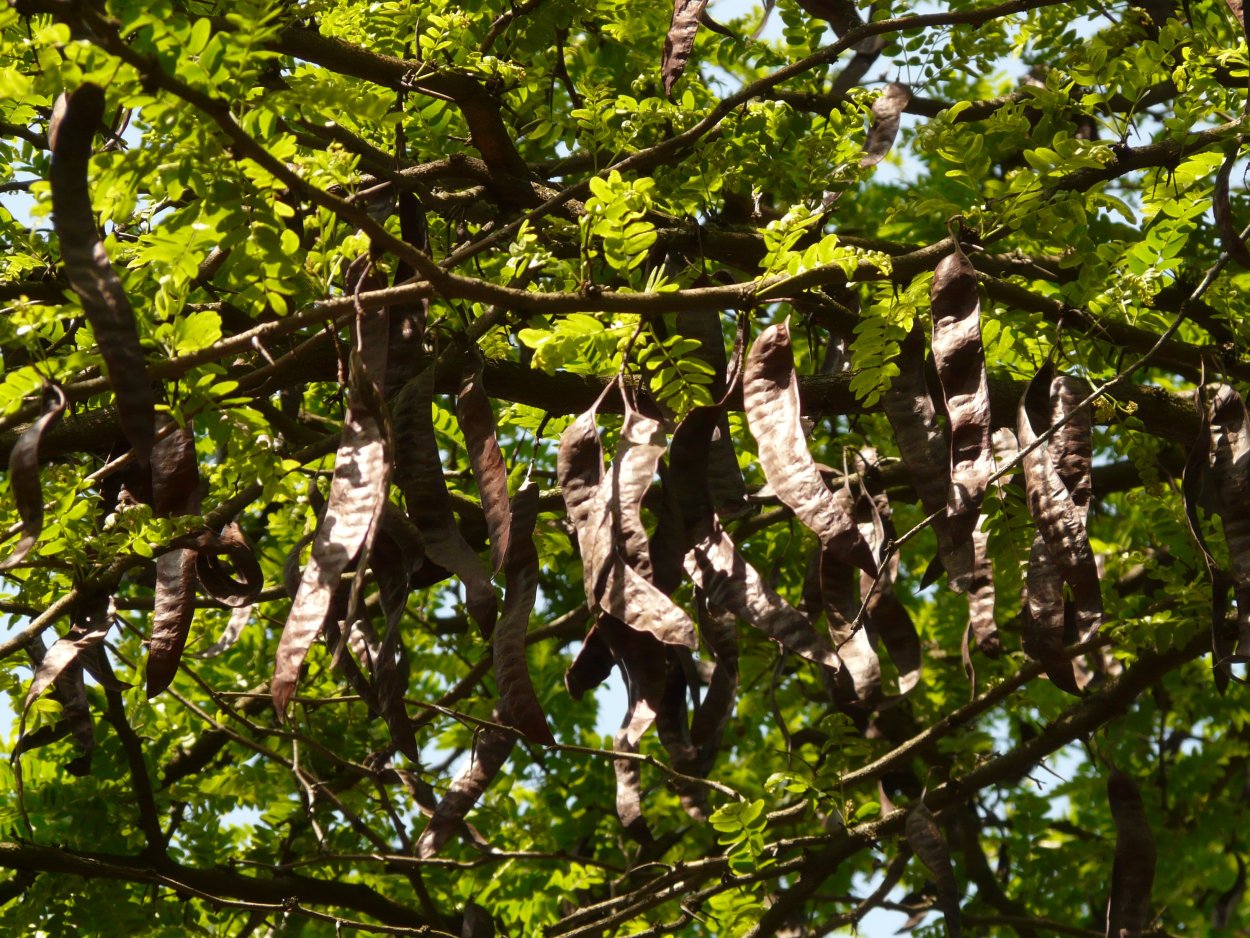 Фасолевое дерево катальпа
