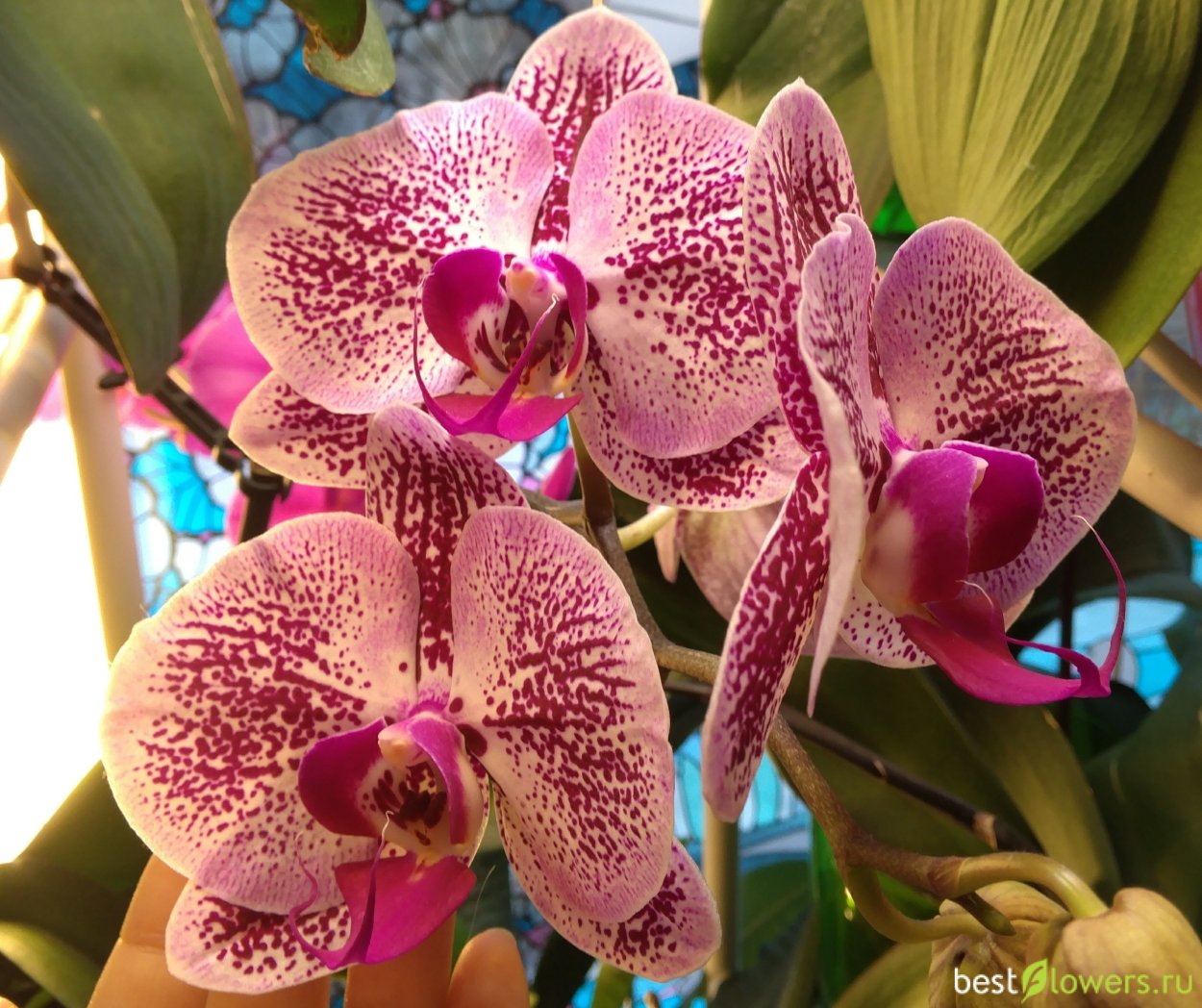 Орхидея Phalaenopsis Рауль