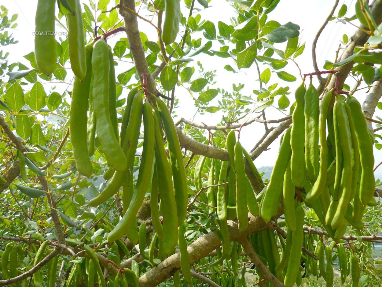 Рожковое дерево Израиль