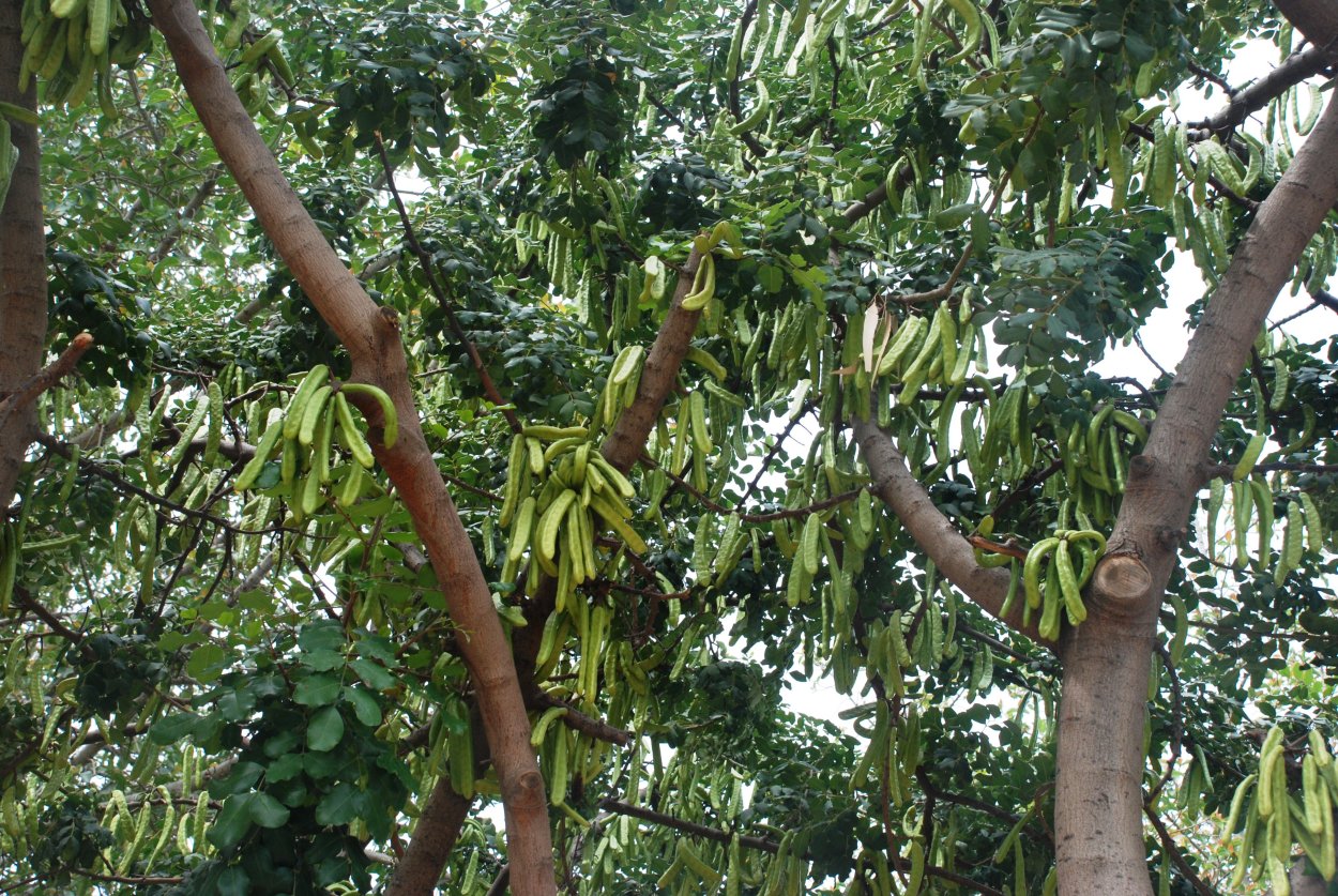 Катальпа листья