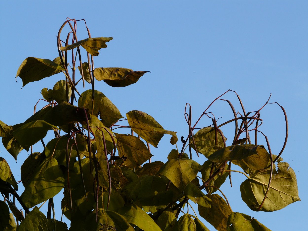 Робиния дерево стручки и семена