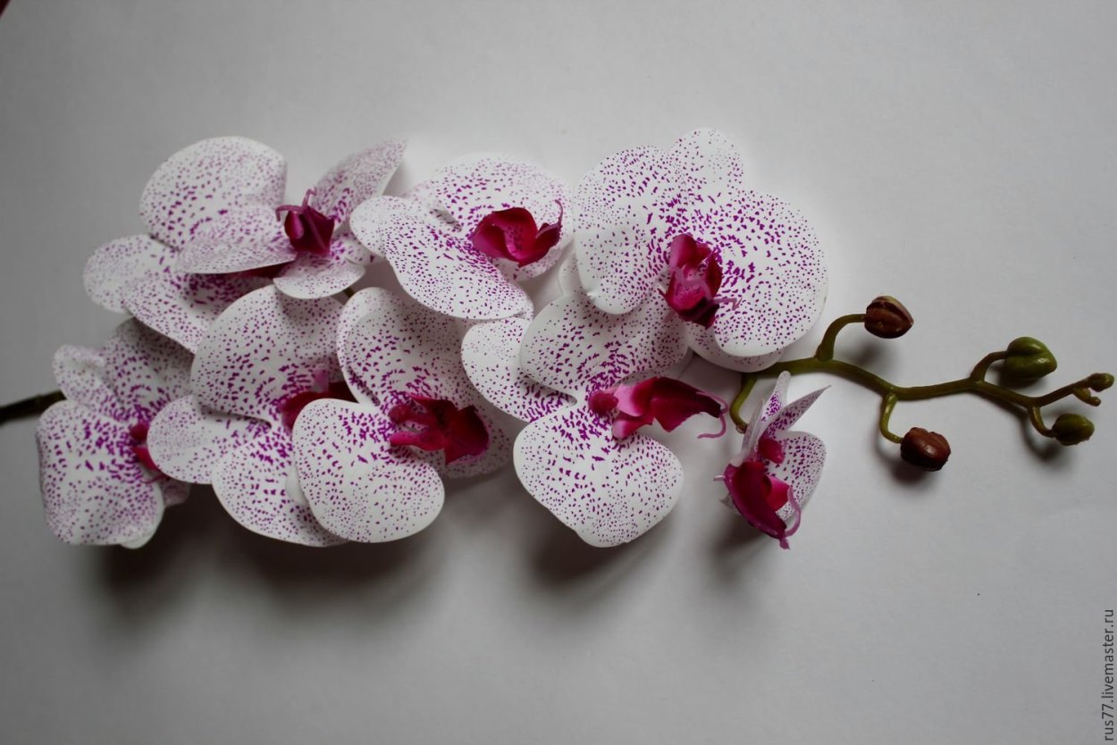 Орхидея Rhynchostylis gigantea Red