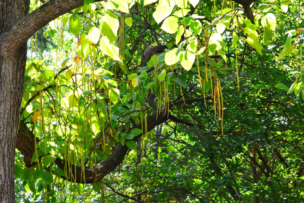 Цератония рожковое дерево