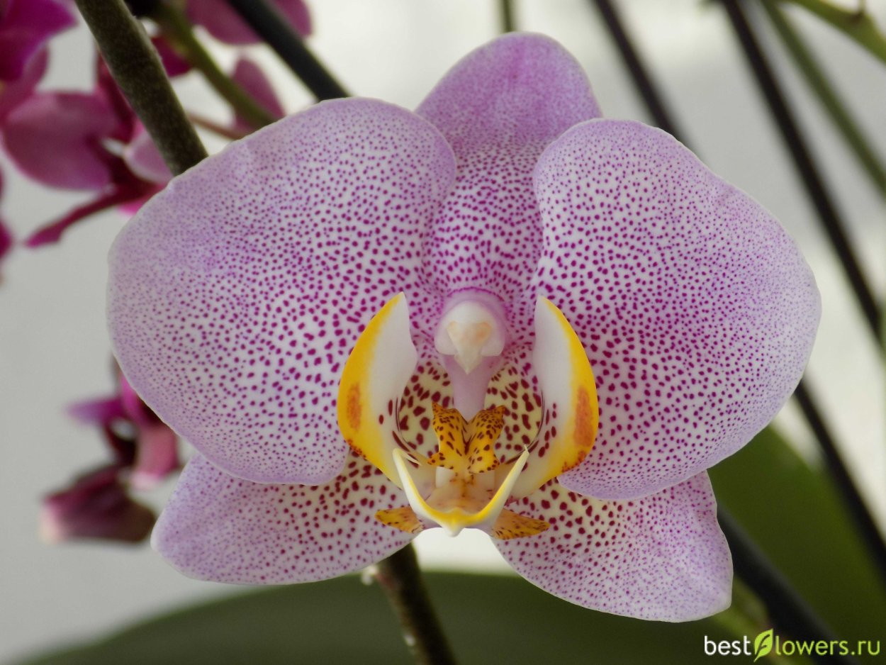 Фаленопсис Pink Panther