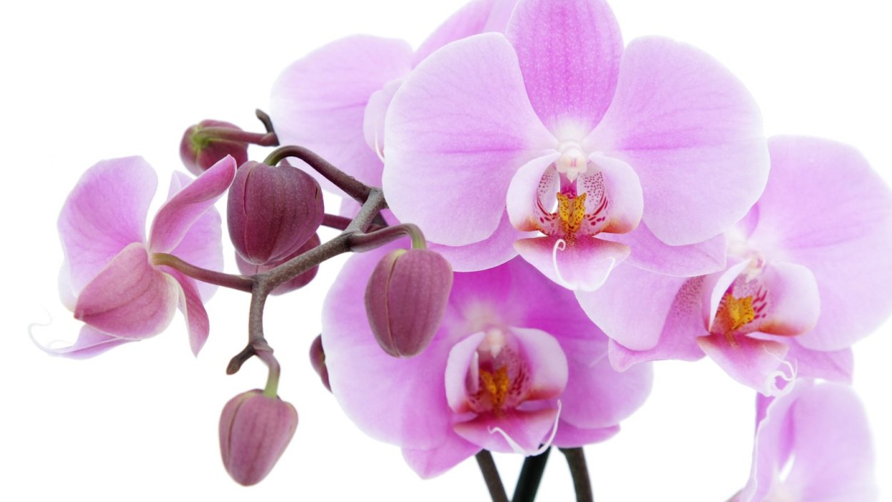 Фаленопсис Victoria's Lace