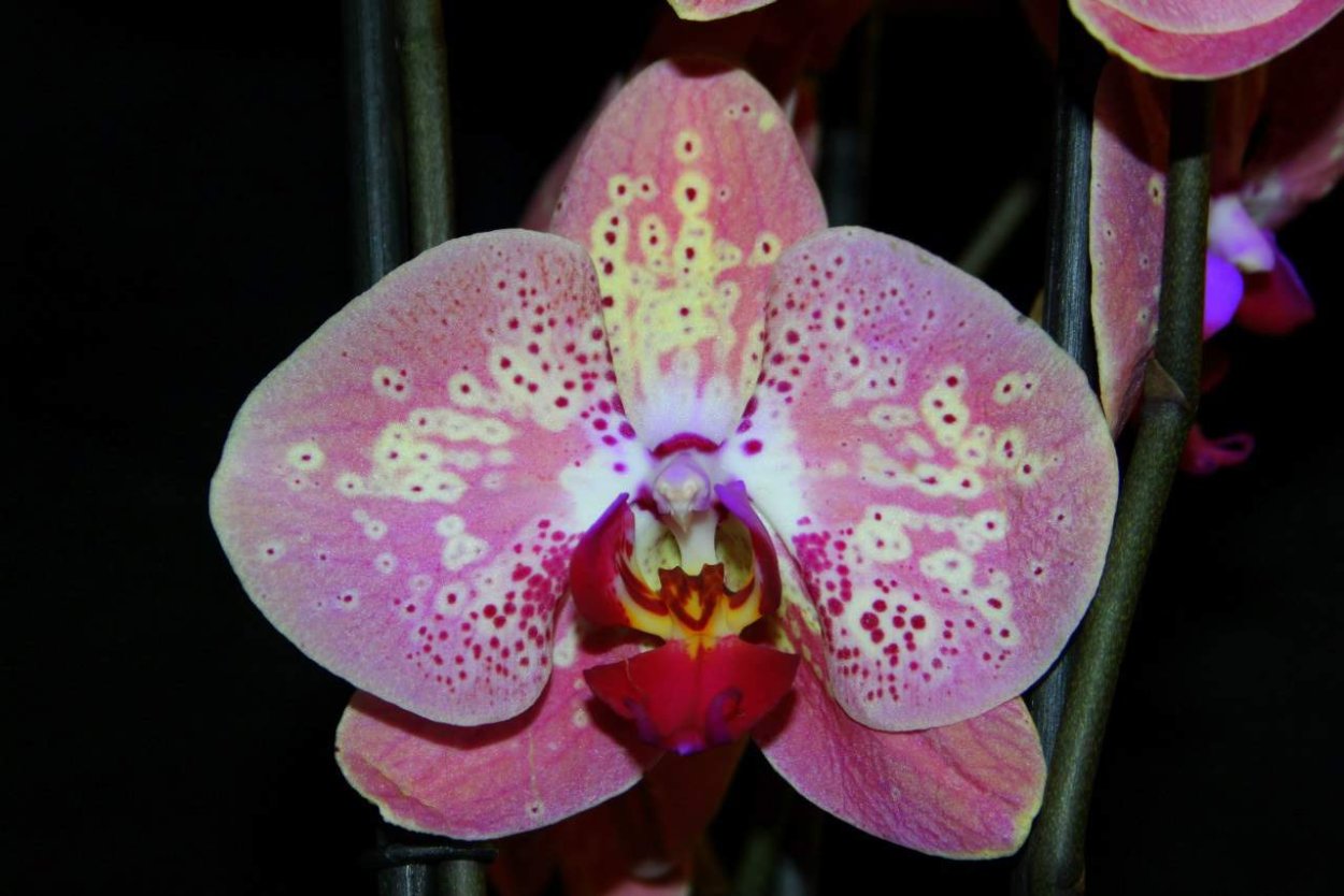 Фаленопсис Карибиан