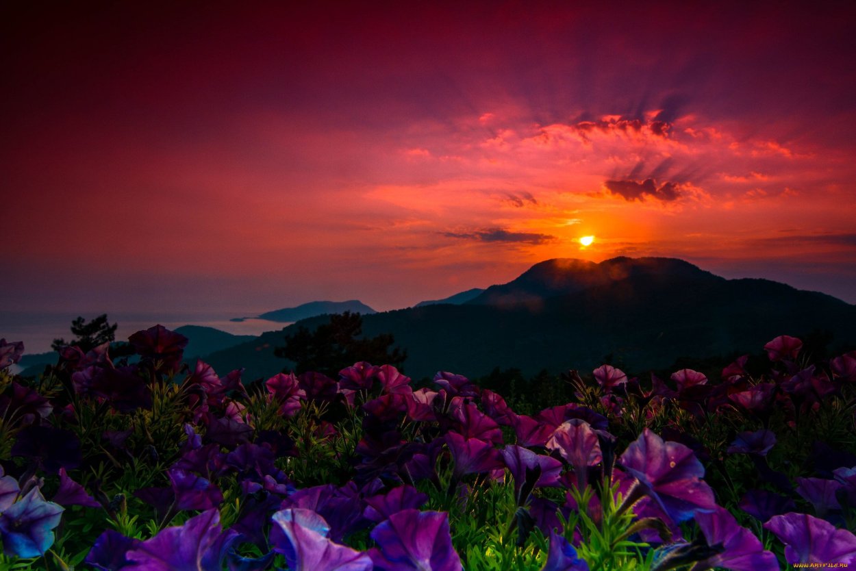Цветы на закате