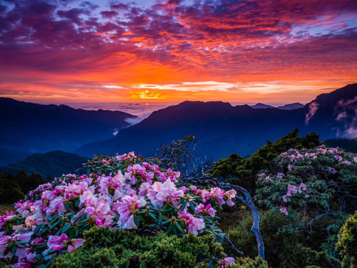 Поле цветов на рассвете