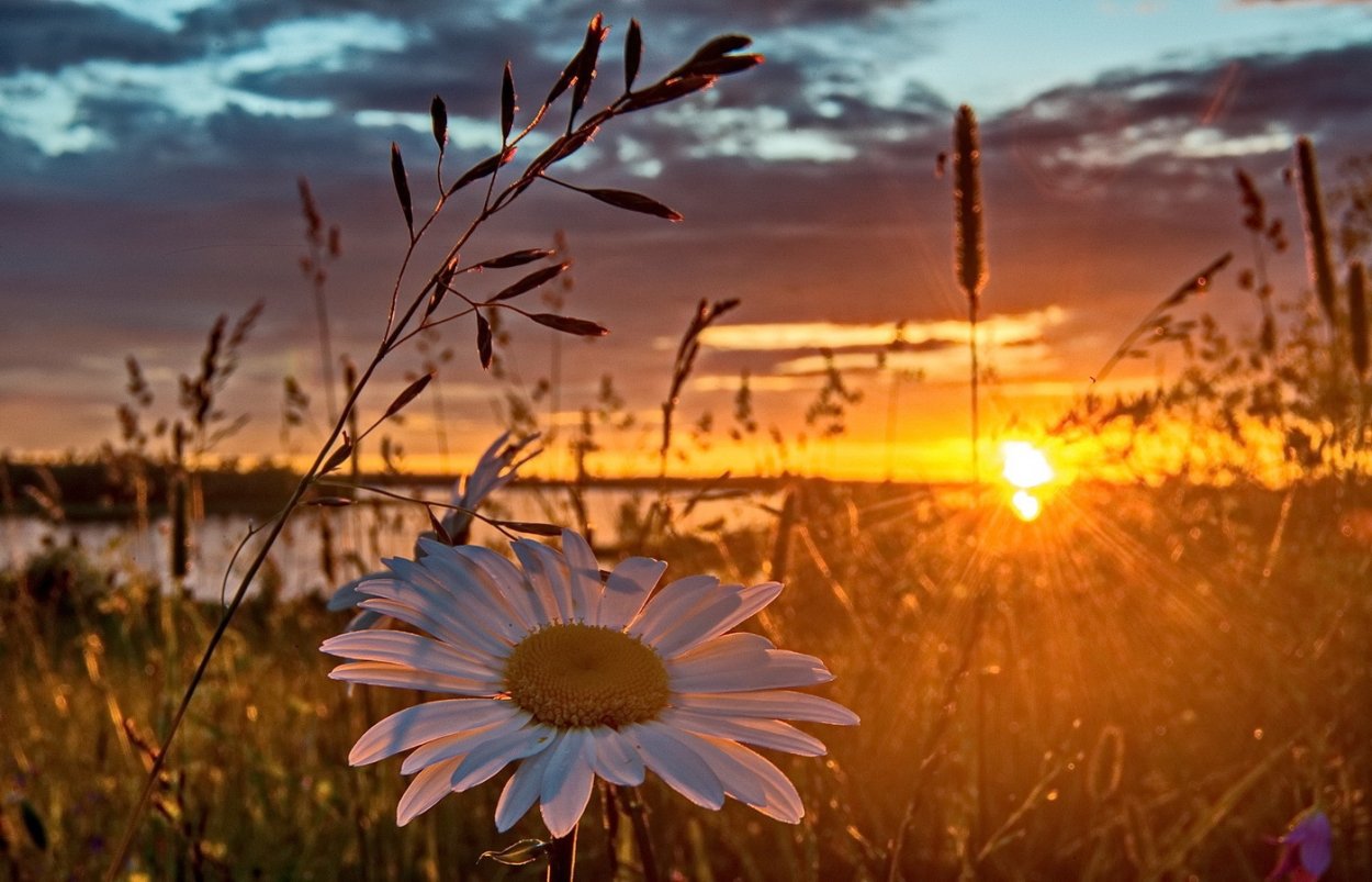 Поле вечером