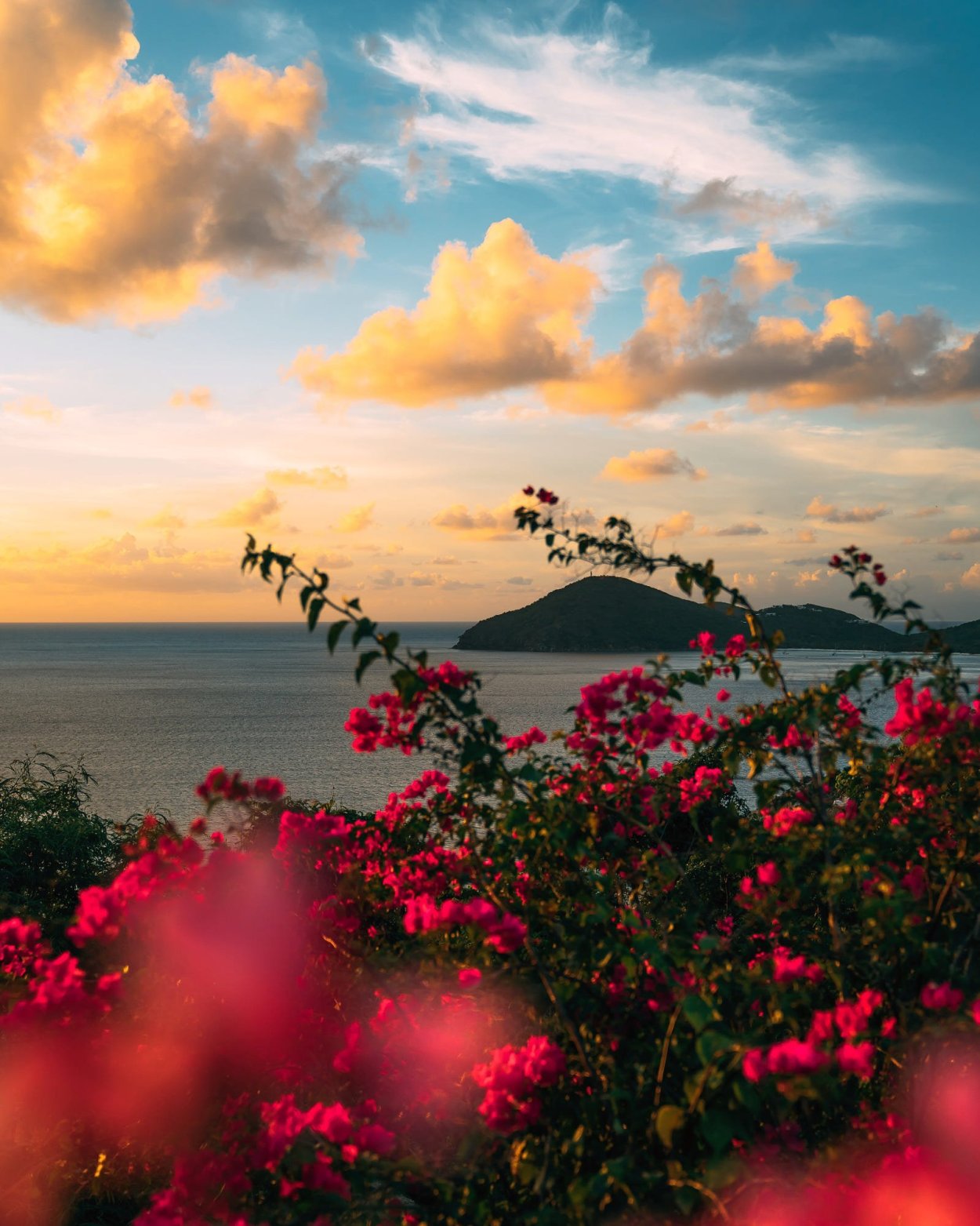 Цветы на рассвете