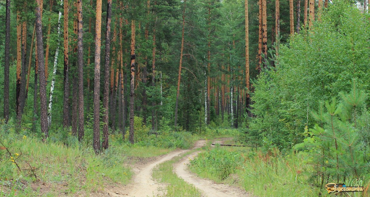 Лес роща Бор Дубрава