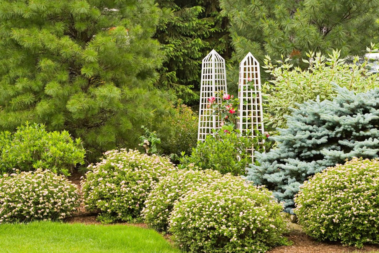 Сосна Горная и дерен в саду