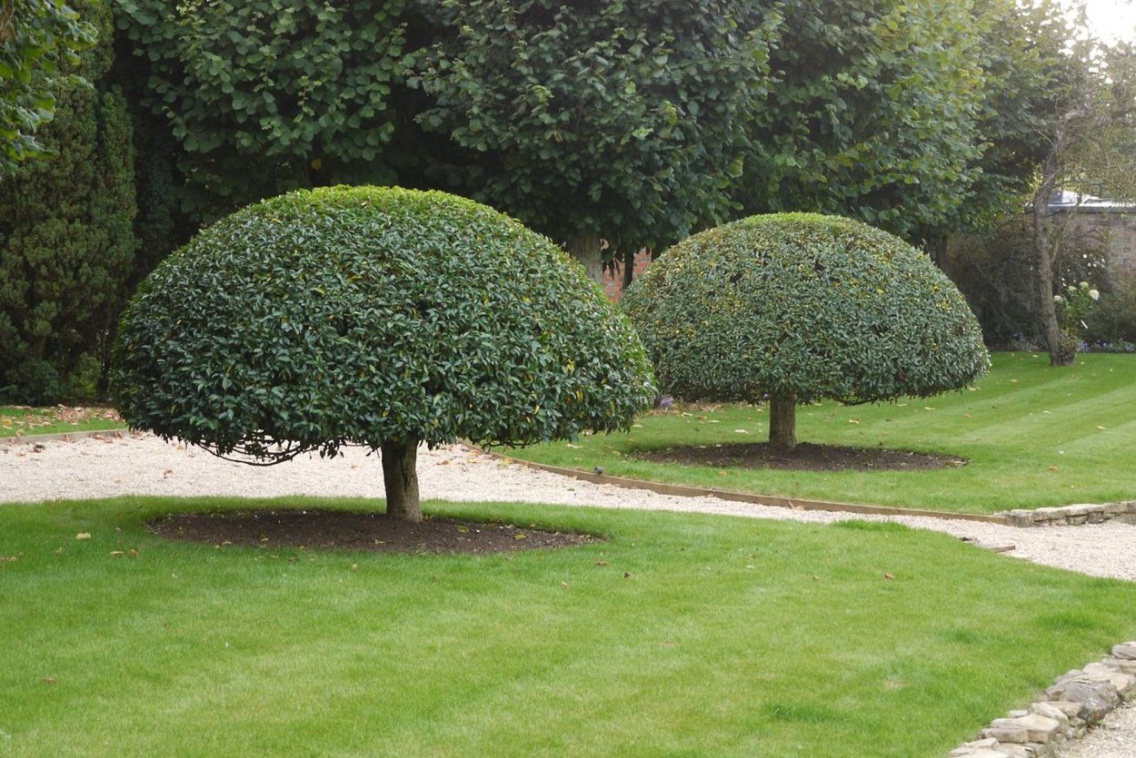 Парковый ландшафт из хвойников