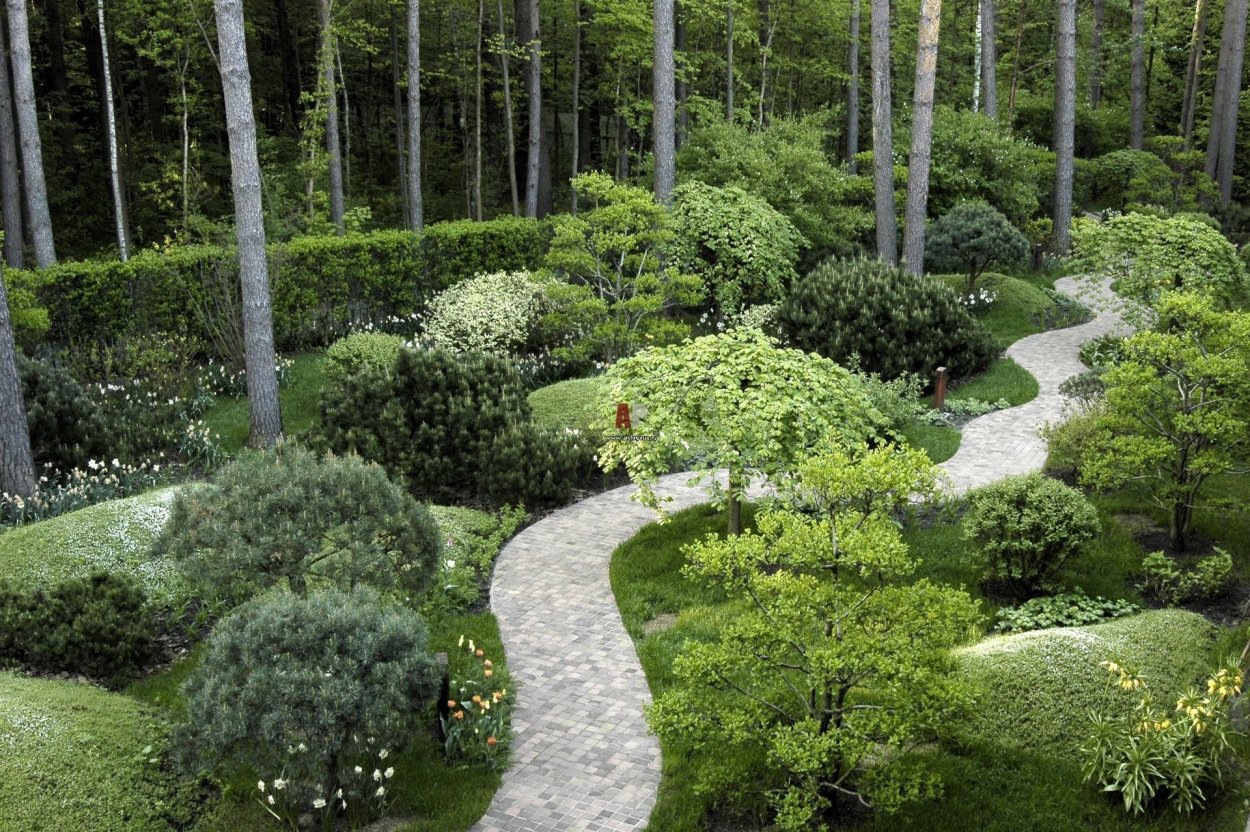 Деревья для сада