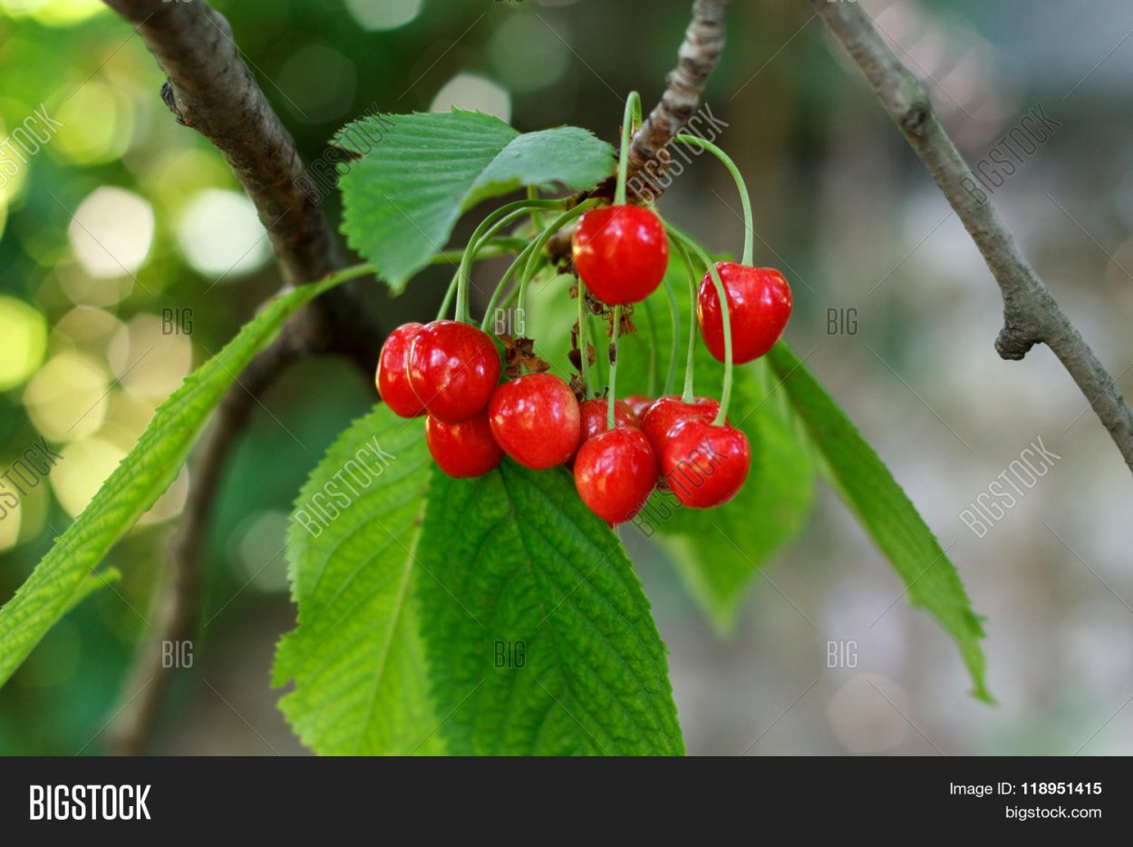 Красная ягода с косточкой похожая на вишню