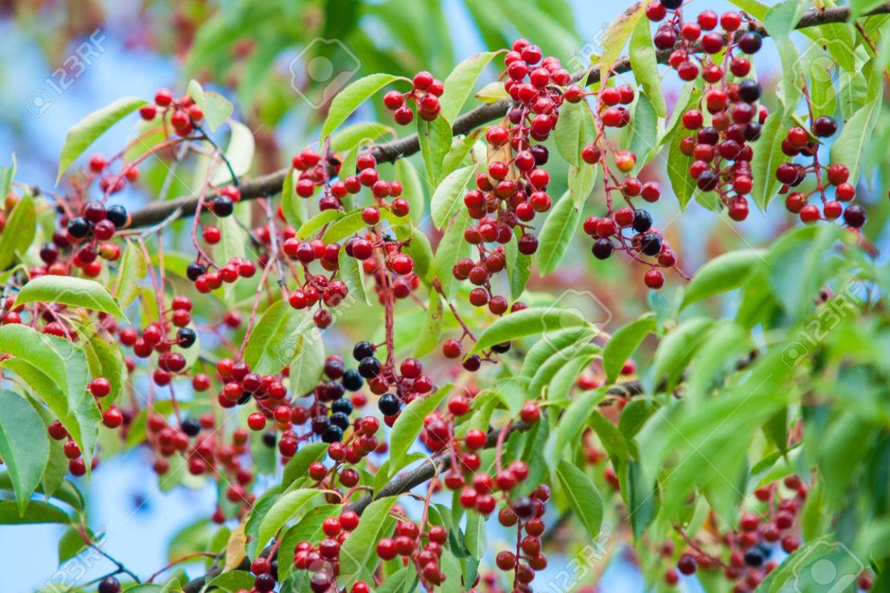 Боярышник кроваво-красный, Сибирский Crataegus sanguinea