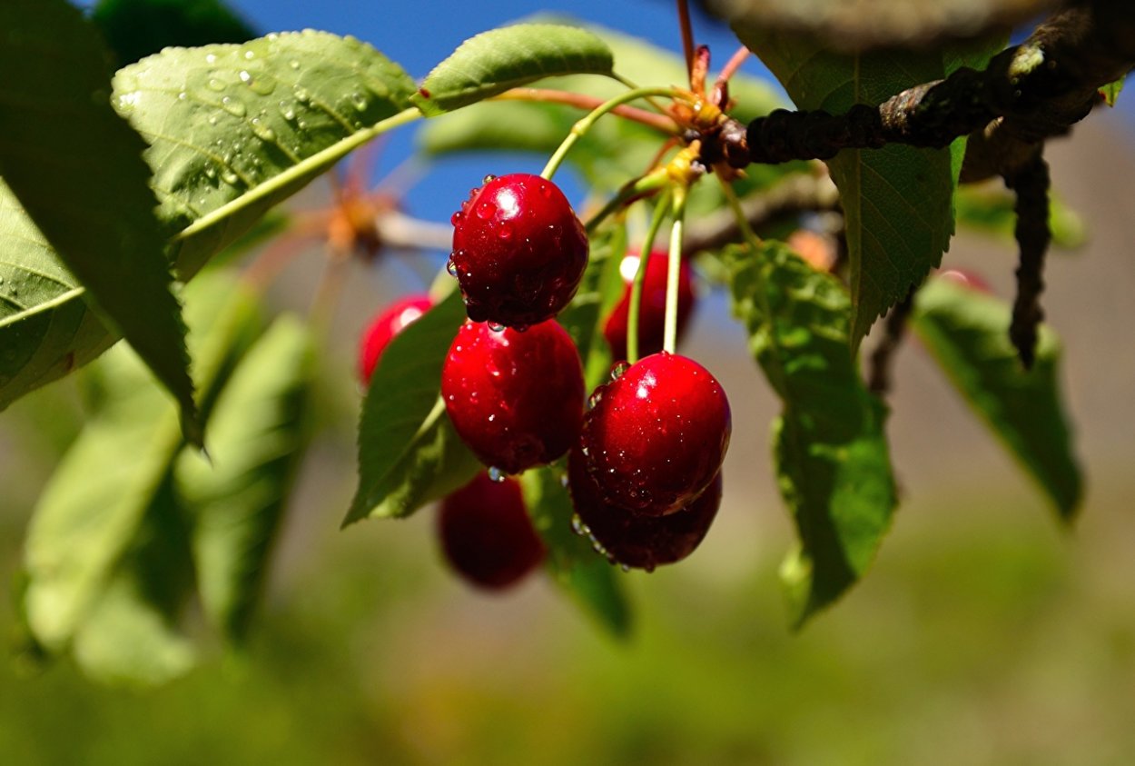 Вишня Харитоновская