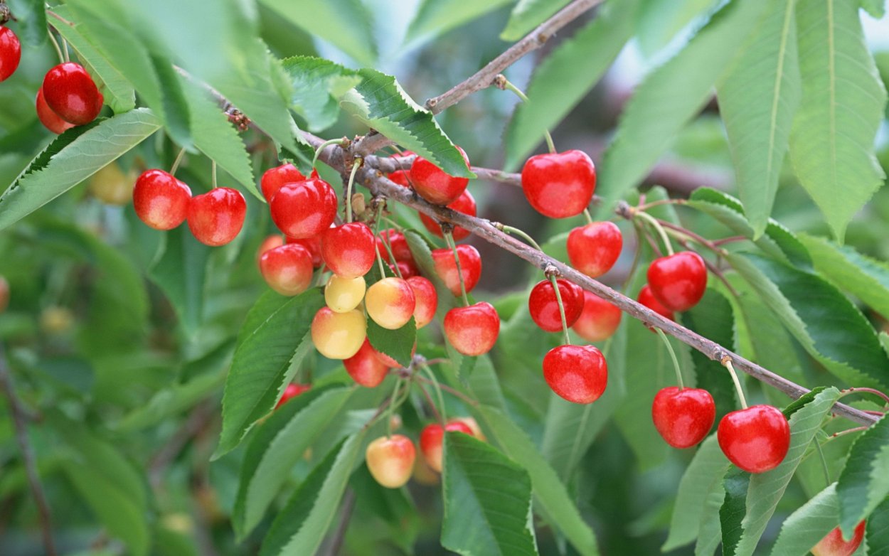 Вишня эдосская