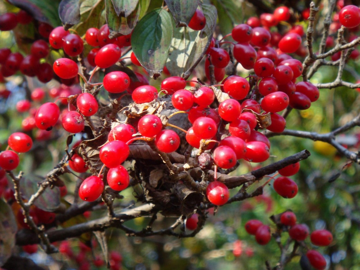 Крупная красная ягода