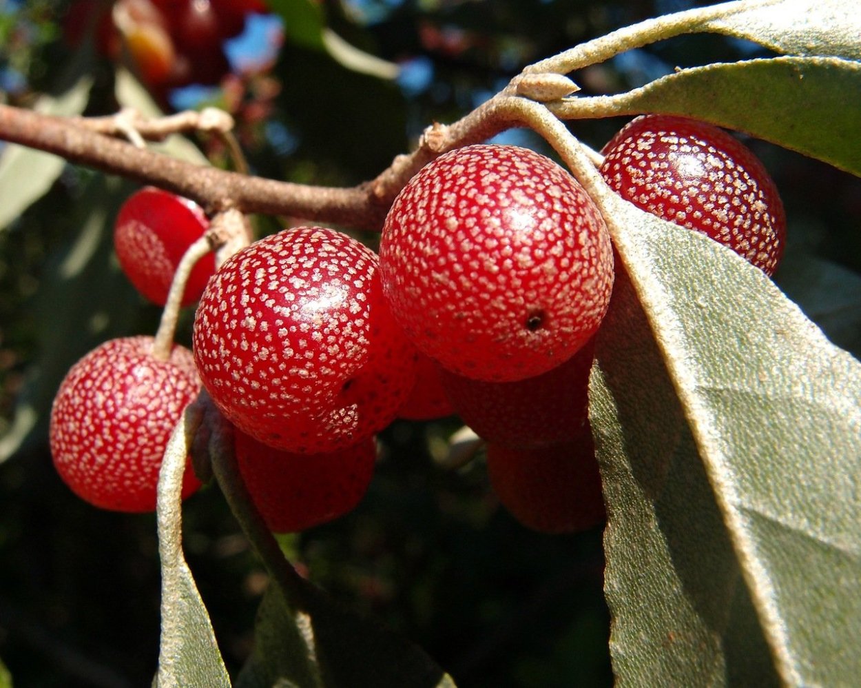 Боярышник Арнольда Crataegus arnoldiana