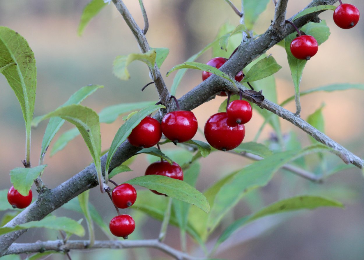 Боярышник мелколистный