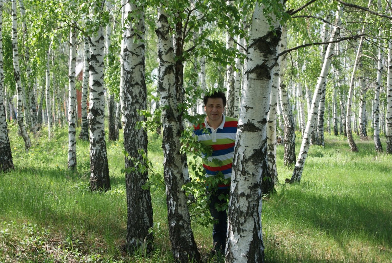 Березовая роща Горно Алтайск