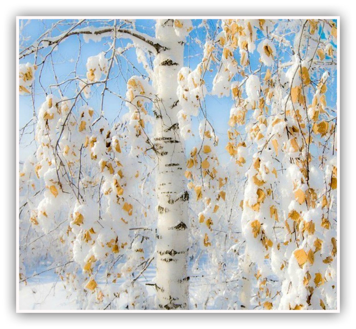 Снежная береза